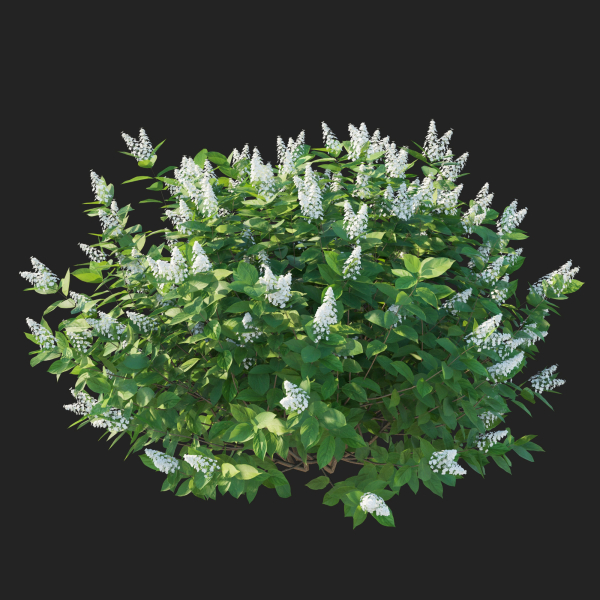Hydrangea Paniculata Tardiva