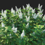 Hydrangea Paniculata Tardiva