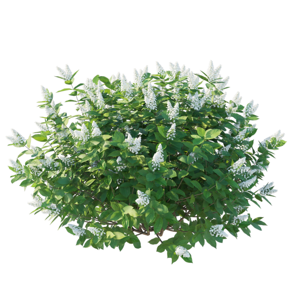 Hydrangea Paniculata Tardiva