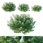 Hydrangea Paniculata Tardiva