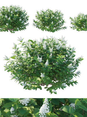 Hydrangea Paniculata Tardiva