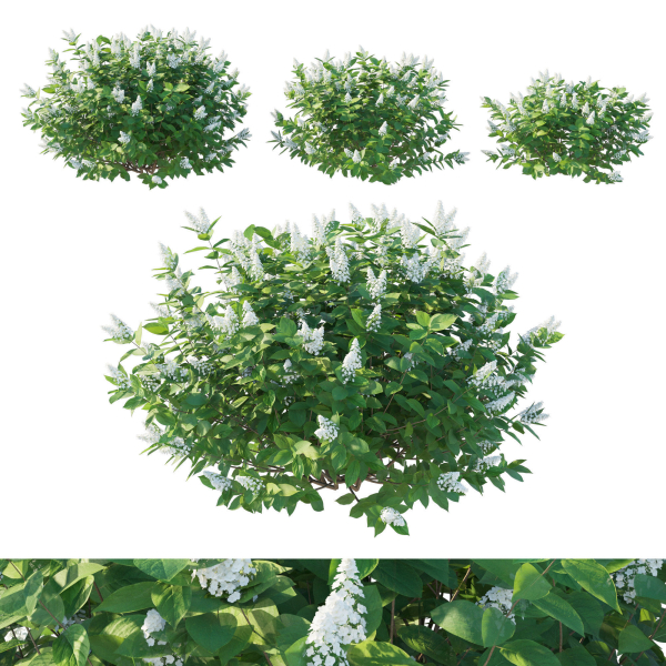 Hydrangea Paniculata Tardiva