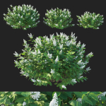 Hydrangea Paniculata Tardiva