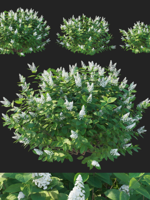 hydrangea-paniculata-tardiva-3d-model-c78fd66fe3