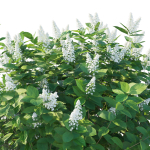Hydrangea Paniculata Tardiva