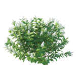 Hydrangea Paniculata Tardiva