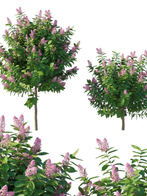 Hydrangea Paniculata Tardiva Pink
