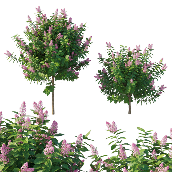 Hydrangea Paniculata Tardiva Pink