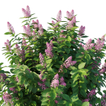 Hydrangea Paniculata Tardiva Pink