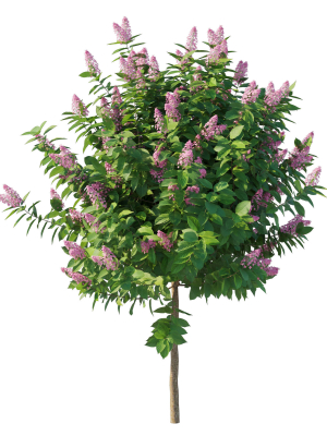 hydrangea-paniculata-tardiva-pink-3d-model-4096ce00cd