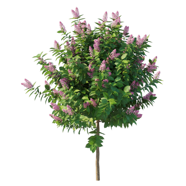 Hydrangea Paniculata Tardiva Pink
