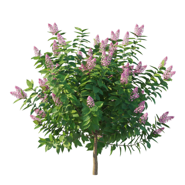 Hydrangea Paniculata Tardiva Pink