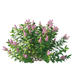 Hydrangea Paniculata Tardiva Pink02