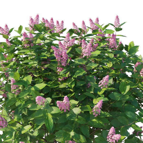 Hydrangea Paniculata Tardiva Pink02