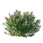 Hydrangea Paniculata Tardiva Pink02