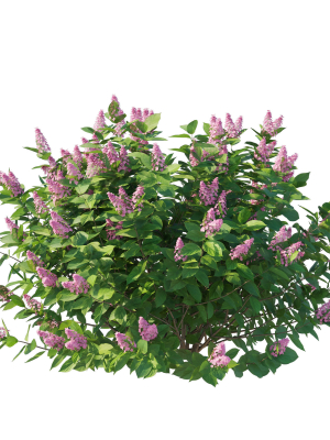 hydrangea-paniculata-tardiva-pink02-3d-model-b0d289d1af