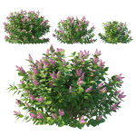 Hydrangea Paniculata Tardiva Pink02
