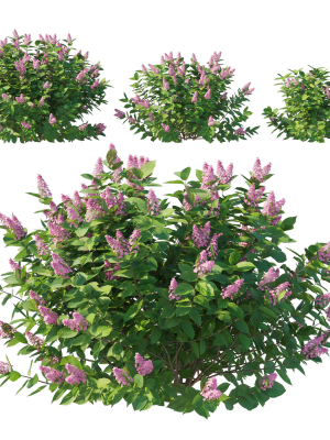 Hydrangea Paniculata Tardiva Pink02