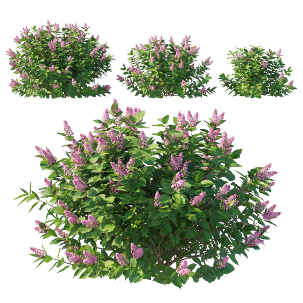 Hydrangea Paniculata Tardiva Pink02