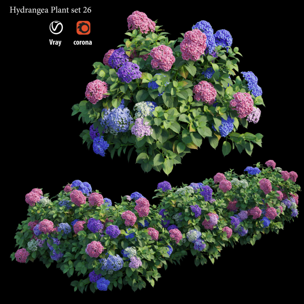 Hydrangea Plant set 26