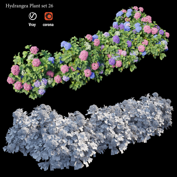 Hydrangea Plant set 26