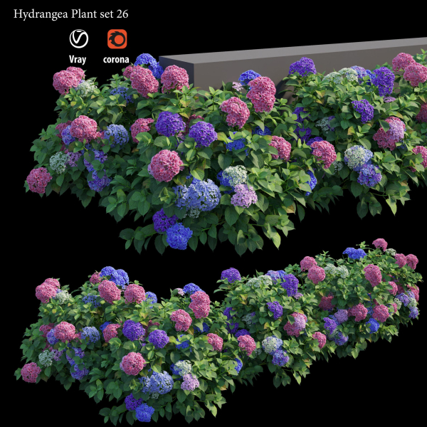 Hydrangea Plant set 26