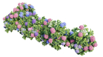 Hydrangea Plant set 26