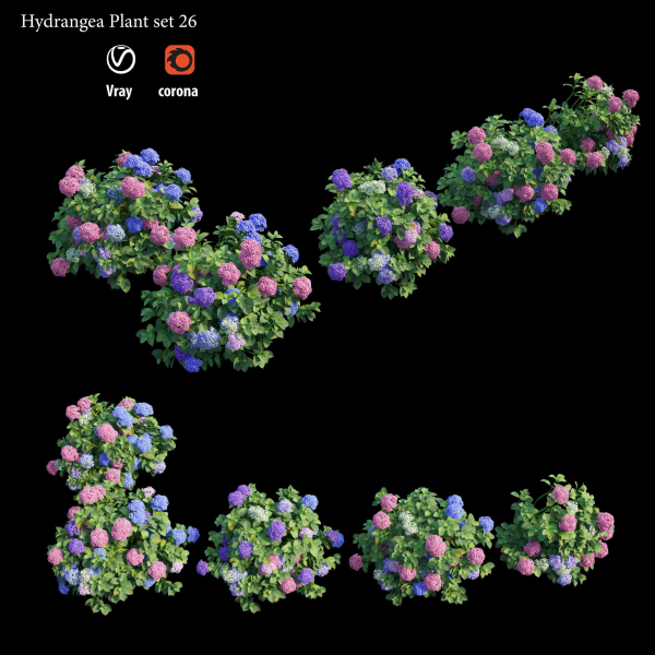 Hydrangea Plant set 26