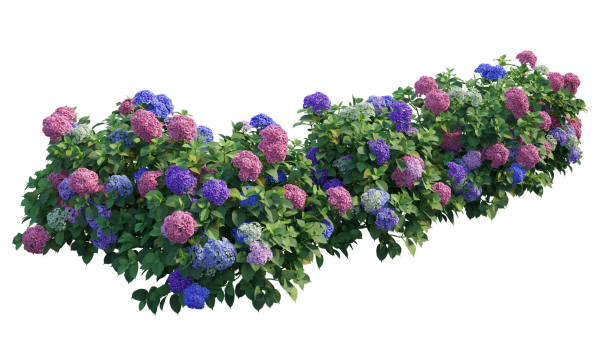 Hydrangea Plant set 26