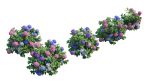 Hydrangea Plant set 26