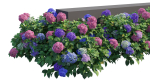 Hydrangea Plant set 26