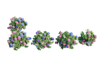 Hydrangea Plant set 26