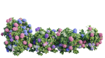 Hydrangea Plant set 26
