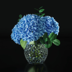 Hydrangea set 001