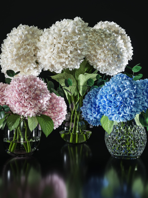 Hydrangea set 001