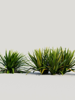 hymenocallis-littoralis-3d-model-1cb0e45dd3