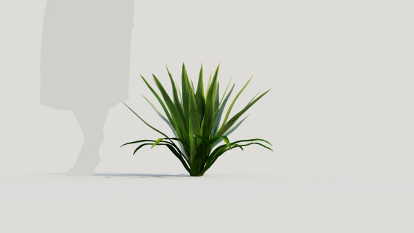 Hymenocallis littoralis