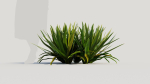 Hymenocallis littoralis