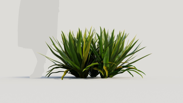 Hymenocallis littoralis