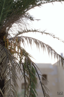Hyper-realistic Palm Tree