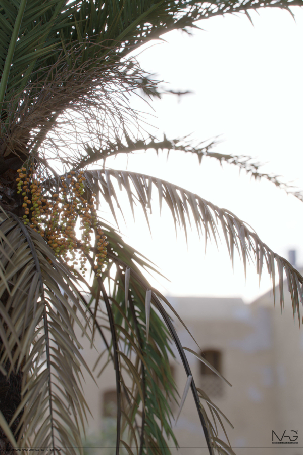 Hyper-realistic Palm Tree