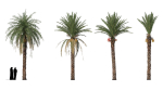 Hyper-realistic Palm Tree