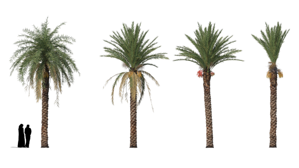 Hyper-realistic Palm Tree