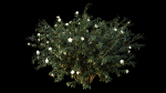 Hypericum