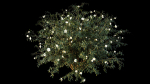 Hypericum