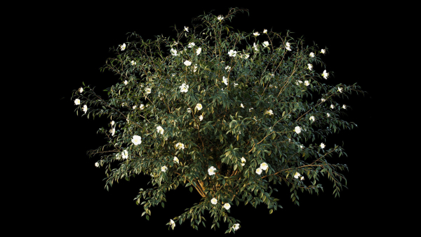 Hypericum