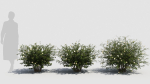 Hypericum