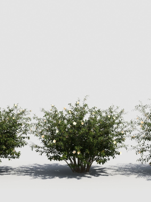 Hypericum