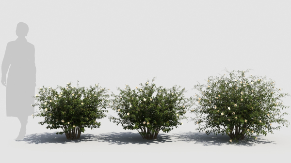 Hypericum