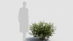 Hypericum